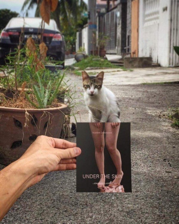 cat with human legs