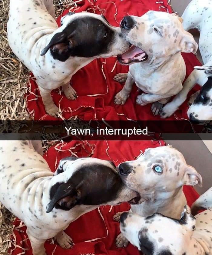 funny memes --  dog yawn interrupted - Yawn, interrupted