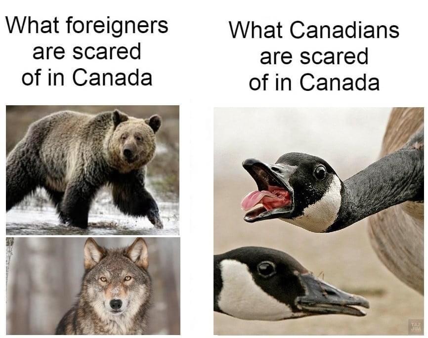 funny memes - fauna - What foreigners are scared of in Canada What Canadians are scared of in Canada Ta
