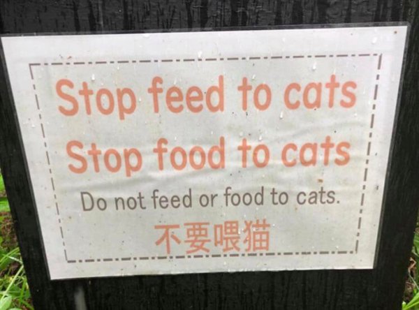 Stop feed to cats Stop food to cats Do not feed or food to cats.