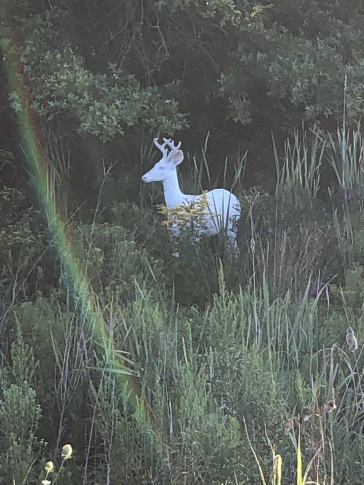 “Albino deer I spotted walking into work last week.”