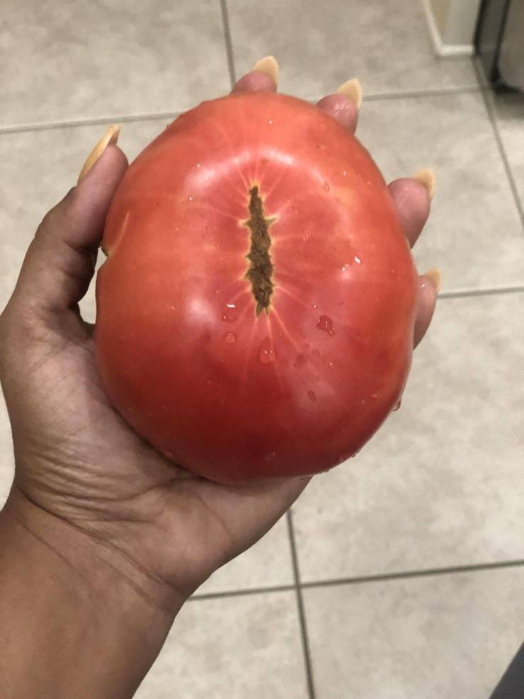 “The tomato we grew looks like Sauron’s eye.”