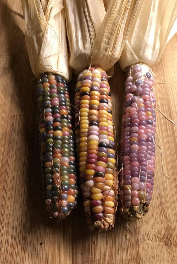 “3 ears I grew from the same heirloom corn variety.”