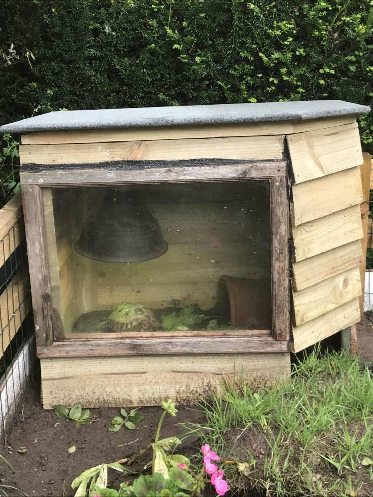 “My dad built an outdoor house with a window for his tortoise.”