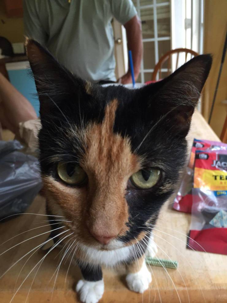 “My mom’s cat is constantly flipping everyone off with the middle finger on her forehead.”