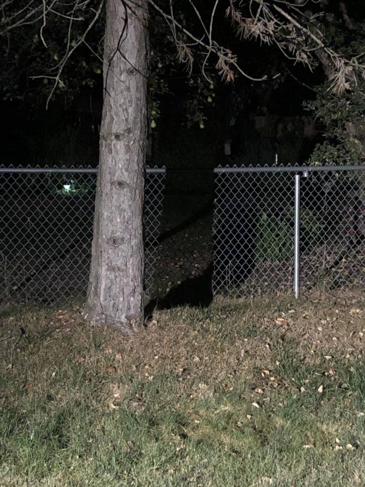 “The shadow of this tree creates the illusion of a gap in the fence behind it.”