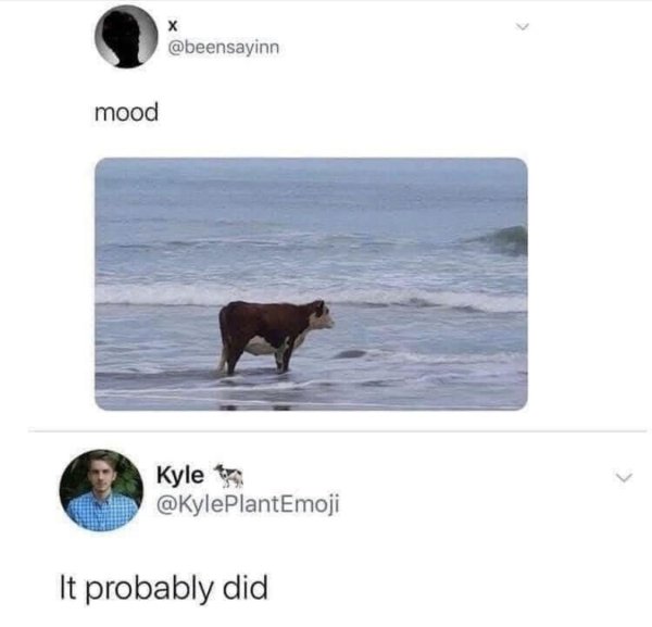 cow on beach meme mood
