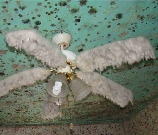 cursed ceiling fan