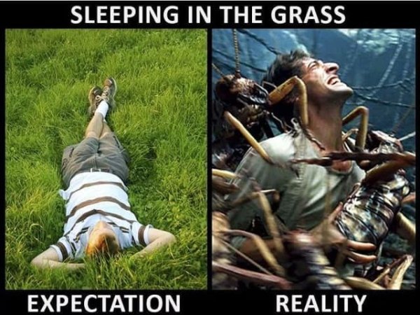 sleeping in the grass meme - Sleeping In The Grass Expectation Reality