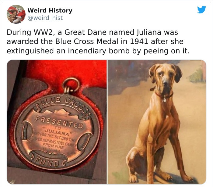 dog - Weird History hist During WW2, a Great Dane named Juliana was awarded the Blue Cross Medal in 1941 after she extinguished an incendiary bomb by peeing on it. Blue Cross Presented To Juliana For The Second Time Aved Her Masters Farm From Fire Sfundc