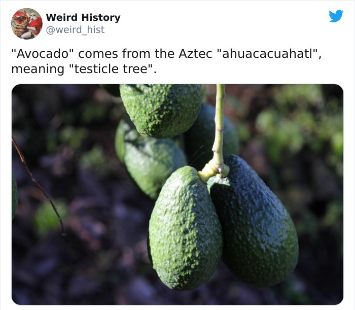 avocado testicle - Weird History hist "Avocado" comes from the Aztec "ahuacacuahatl", meaning "testicle tree".