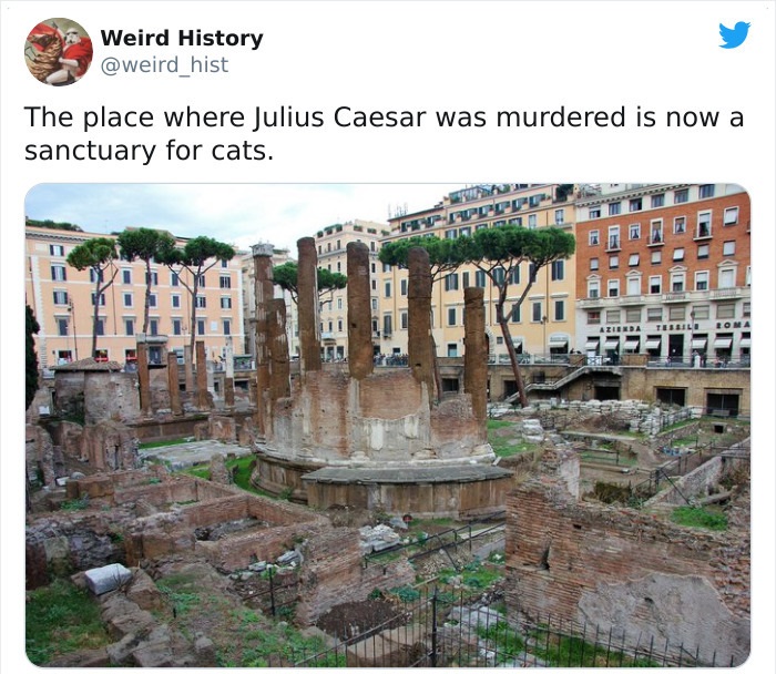 largo di torre argentina - Weird History The place where Julius Caesar was murdered is now a sanctuary for cats. Che Azienda Tebili Fp1FEA
