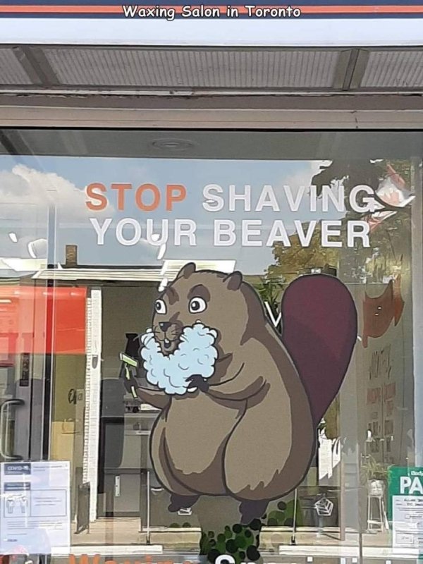 cartoon - Waxing Salon in Toronto Stop Shaving Your Beaver go Pa.