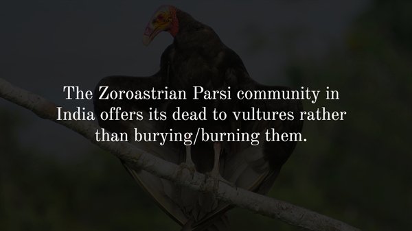 fauna - The Zoroastrian Parsi community in India offers its dead to vultures rather than buryingburning them.