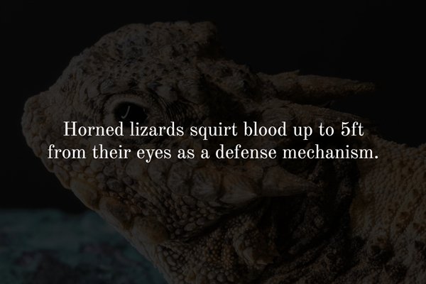 rock - Horned lizards squirt blood up to 5ft from their eyes as a defense mechanism.