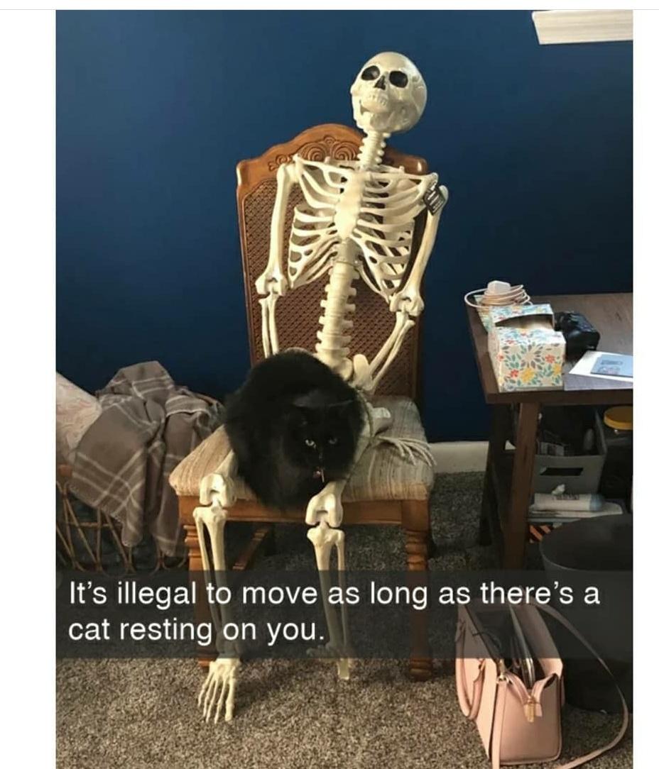 skeleton - It's illegal to move as long as there's a cat resting on you.