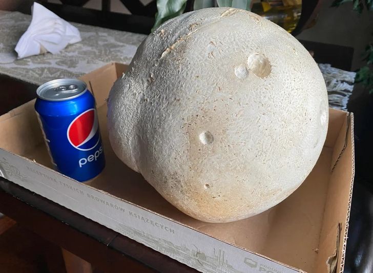 “A very large mushroom we found while mushroom picking”