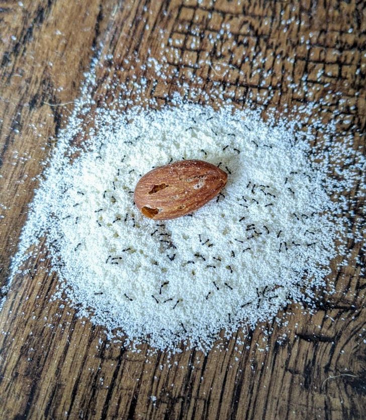 ants almond flour