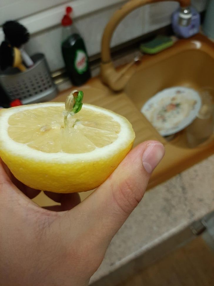 Lemon