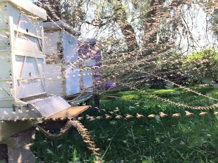 time lapse photo of bees