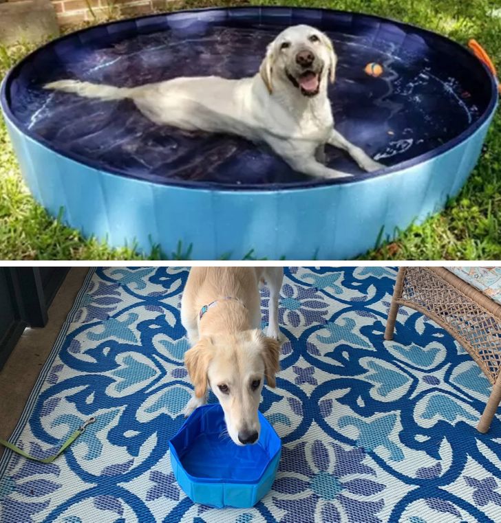 portable paw pool - Re