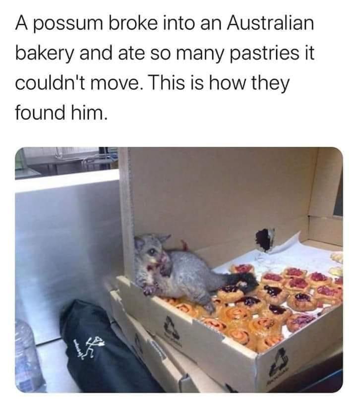 possum breaks into bakery - A possum broke into an Australian bakery and ate so many pastries it couldn't move. This is how they found him.