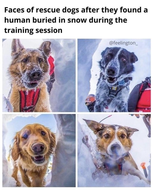 Dog - Faces of rescue dogs after they found a human buried in snow during the training session