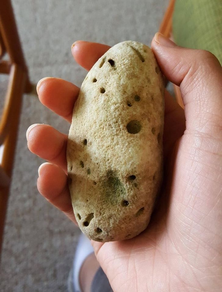 Don’t break a tooth trying to eat this rock disguised as a potato!