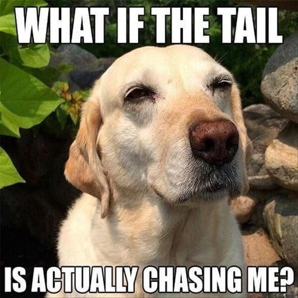 if the tail is actually chasing me - What If The Tail Is Actually Chasing Me?