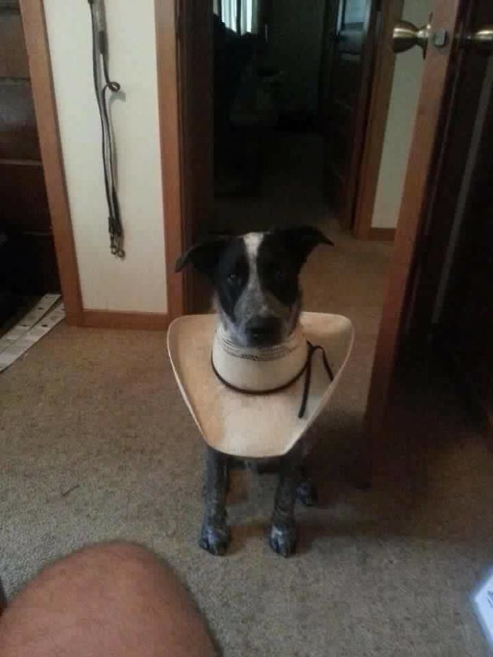 cowboy hat dog cone