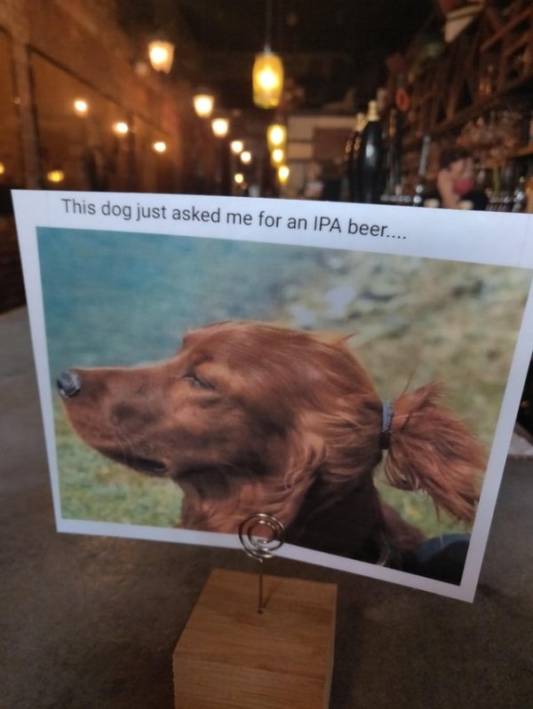 dog - This dog just asked me for an Ipa beer....