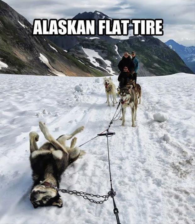 flat tire in alaska - Alaskan Flat Tire