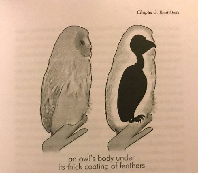 fauna - Chapter 3 Real Owls an owl's body under its thick coating of feathers