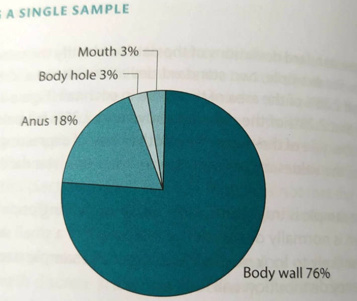 circle - A Single Sample Mouth 3% Body hole 3% Anus 18% Body wall 76%