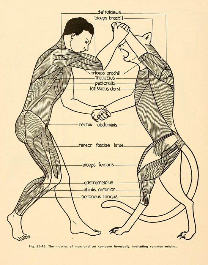 anatomy diagram art - _deltoideus biceps brachii Triceps brachii Trapezius pectoralis latissmus dorsi rectus abdominis _tensor foscide latoe biceps femoris qastrocnemius _tibialis anterior peroneus longus Fig. 2513. The muscles of man and cat compare favo