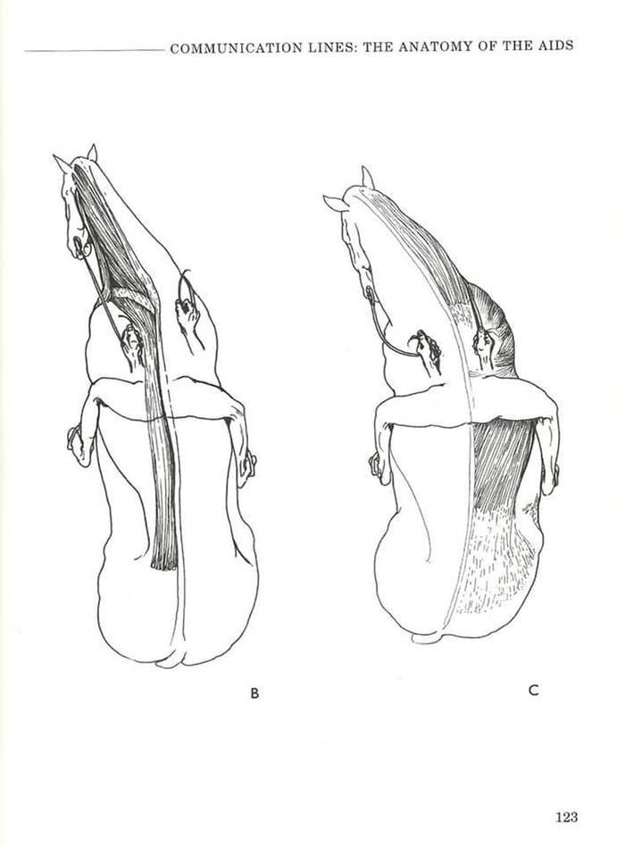 ride horse reference drawing - Communication Lines The Anatomy Of The Aids B 123