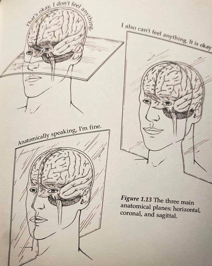 cartoon - I don't feel okay. That's any I also can't feel anything. It is okay Anatomically speaking, I'm fine. Figure 1.13 The three main anatomical planes horizontal, coronal, and sagittal.