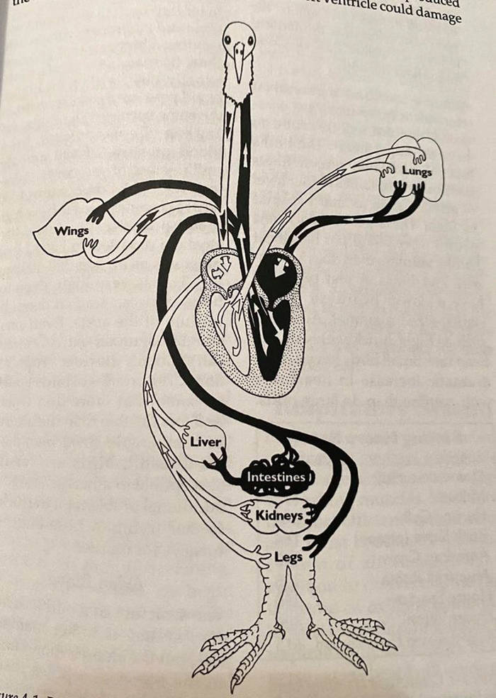 cartoon - could damage m Lungs Wings W Liver Intestines Kidneys Legs uvo