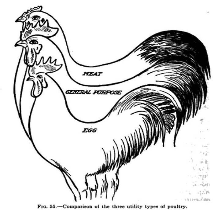 chicken body shape - Willia Win Meat Eneral Purpose Egg 31 F19. 55.Comparison of the three utility types of poultry.