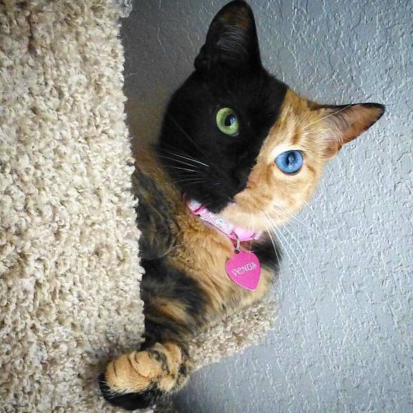 prettiest calico cat - Venus