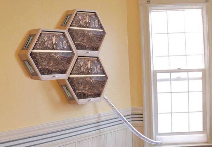 indoor beehive