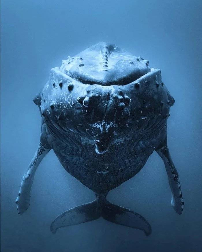 thalassophobia whale