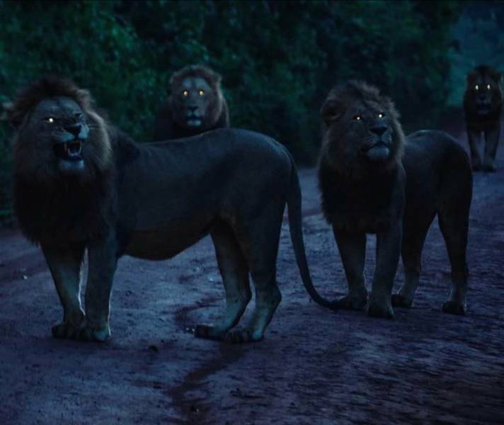 lions at night