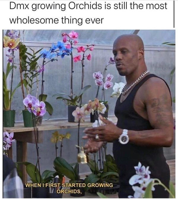 dmx watering orchids - Dmx growing Orchids is still the most wholesome thing ever When I First Started Growing Ii Orchids,