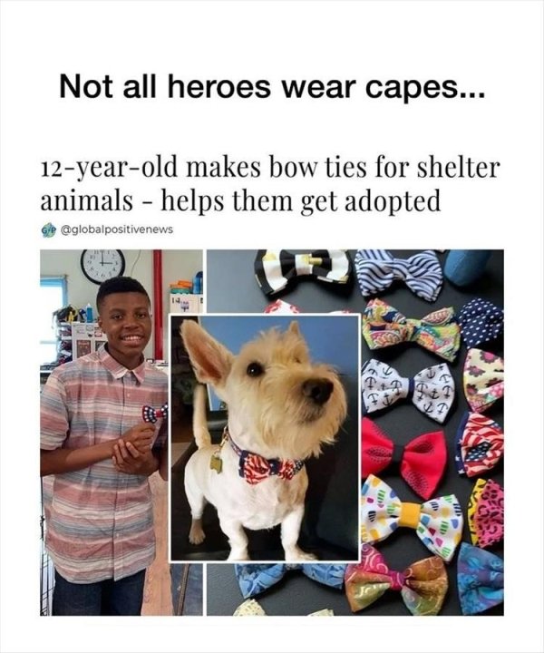 Dog - Not all heroes wear capes... 12yearold makes bow ties for shelter animals helps them get adopted Ian $