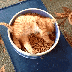 food kitten gif