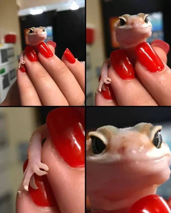 gecko memes