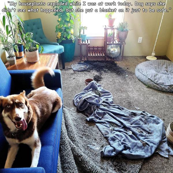 dog - "My houseplants exploded while I was at work today. Dog says she didn't see what happened, but she put a blanket on it just to be safe."