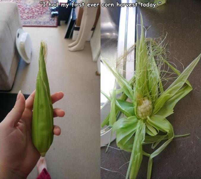 flower - "I had my first ever corn harvest today."