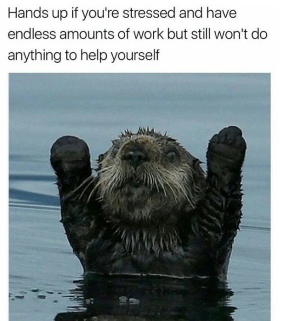 work memes - north pacific ocean animals - Hands up if you're stressed and have endless amounts of work but still won't do anything to help yourself